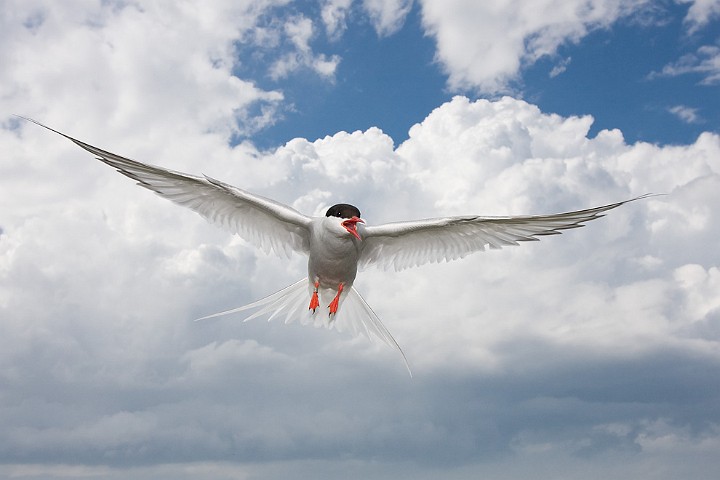 Kstenseeschwalbe Sterna paradisaea Arctic Tern